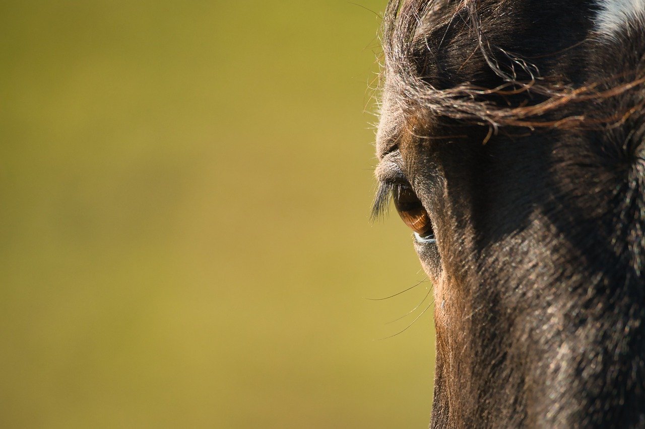 horse, animal, mammal-8039245.jpg