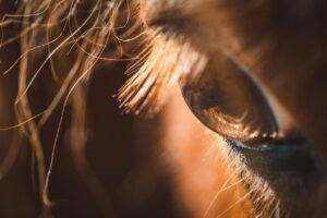 eye, horse, detail-7596217.jpg