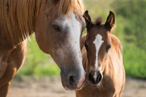 foal, mare, happy mothers day-3467629.jpg