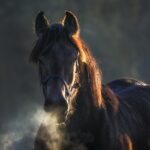 horse, animal, animals-3765847.jpg