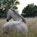 horse, equine, mammal-905534.jpg