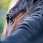 horse, eye, mane-5628882.jpg