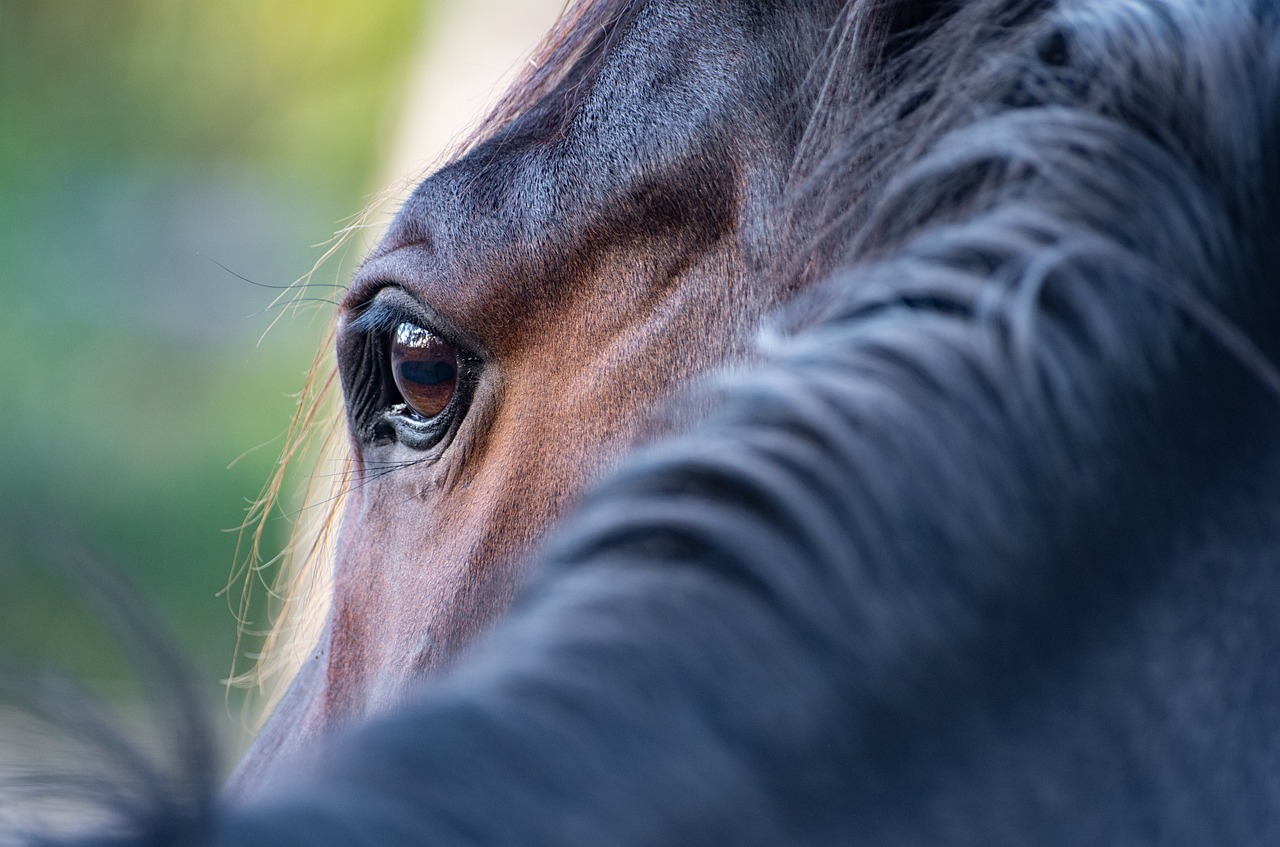 horse, eye, mane-5628882.jpg