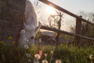 horse, graze, paddock-331866.jpg