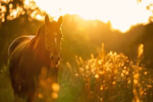 horse, light, sunset-4810484.jpg