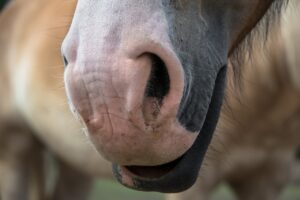 horse, snout, nostrils-5898312.jpg