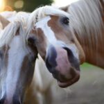 horses, animals, love-5365974.jpg