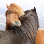 horses, icelanders, iceland horse-3004645.jpg