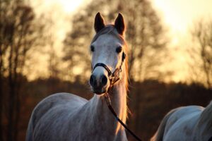 mould, horse, afterglow-1942703.jpg