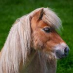 pony, horse, equine-6821901.jpg