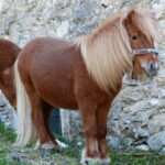 shetland pony, pony, horse-357756.jpg