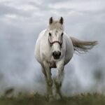 white horse, horse, nature-1136093.jpg